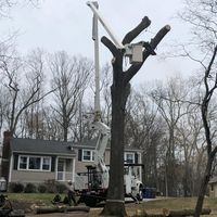 Advanced Tree Removal LLC