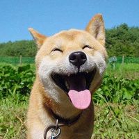 Puppies Daily