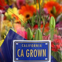 California Grown Flowers