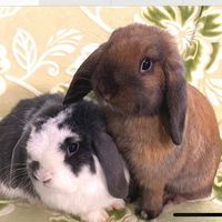 House Rabbit Society of Missouri: St. Louis Chapter