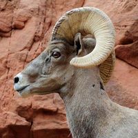 Colorado Plateau Archaeological Alliance