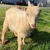 I Goat This