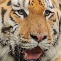 Big Cat Rescue