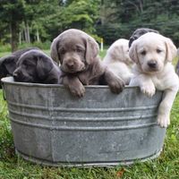 Woody Farms- AKC Labrador Retrievers