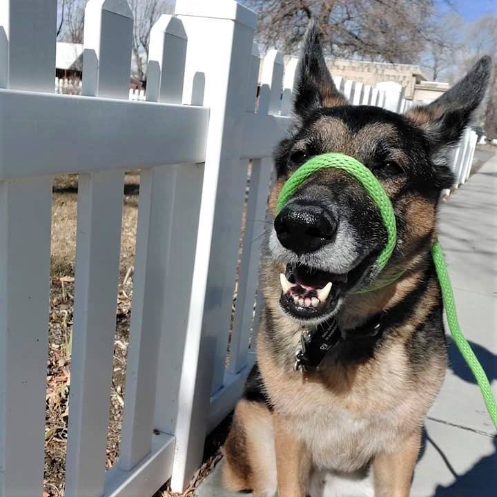 We love when people reach out to us for help using their #k9lifelinetransitionalleash. We want to make sure we've provided you with all the resources you need to have #success in your #dogtraining efforts. What makes these calls and emails abosolutely amazing is when we hear that you are seeing results with this tool. I spoke with someone today who needed help adjusting the positioning of the leash, and after talking through that, she shared with me her #customerexperience wi...th the K9 Lifeline Transitional Leash. She had tried every other tool out there and hadn't been able to communicate effectively with her excitable golden retriever. His lunging and overly intense need to sniff everything made it hard for her to enjoy her walks with him. What she said next made me so, so happy: