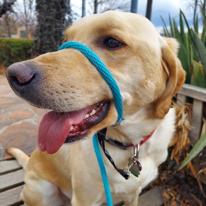 Big #announcement in the K9 Lifeline Store! We are now accepting payments via #paypal! If you have delayed purchasing a #k9lifelinetransitionalleash, now is a great time to get on board! Head on over to our shop and get yours today! www.k9lifelinestore.com #dogtraining #dogwalking #oneleashonelife #dogapproved ... #lab #labradorretriever #labsofinstagram See more