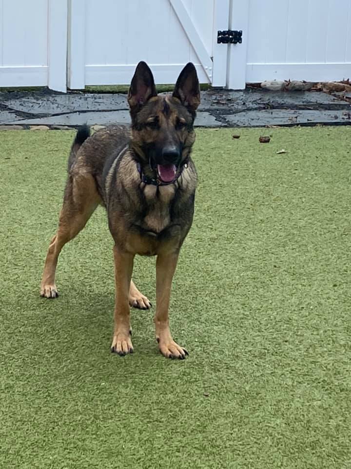 Looking for a home for Shiloh. He will be 2yrs old March 9th. He is a neutered male Czech shepherd. He is about 75lbs UTD on vaccines. He was not socialized pro...perly as a puppy so he can be a little reactive on the leash at first. He has been great with Sapper and Ruckus, I will be introducing him to the daycare group next week. Looking for a home with no small children, and maybe a female dog. Needs a solid confident handler. Would excel in a working or sport home. Prefers women over men. He is a sweet goofy boy once he trusts you. Crate trained. See more
